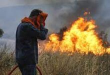 Yunanistan'da Orman Yangınları: Hayvanlar Yemeksiz ve Susuz Kaldı